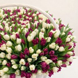 «Корзина 501 тюльпан»